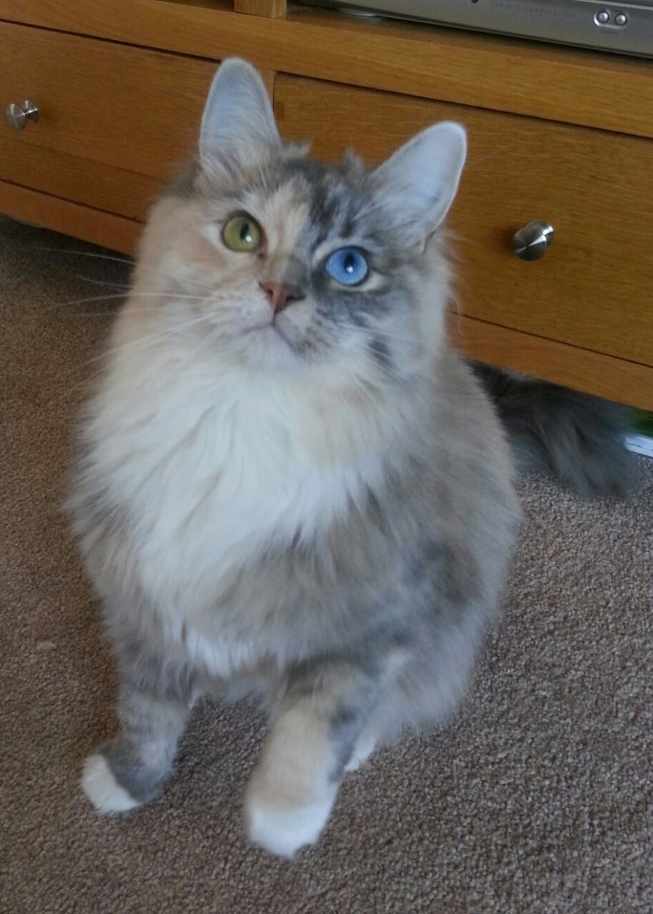 熊猫体育在线-2026世界杯之夜，拉梅洛·鲍尔数据全面爆炸，重新定义篮球天才的全球舞台